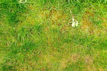 Common Summer Lawn Problems in North Georgia (and How to Fix Them)