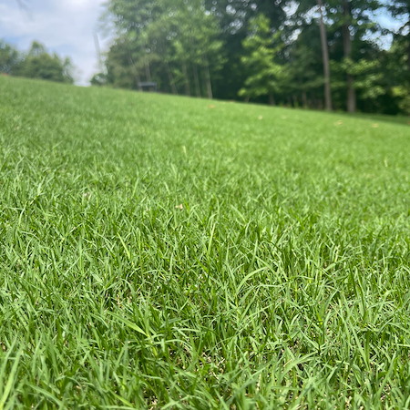 Why Lawn Aeration is Essential Before Georgia’s Summer Heat